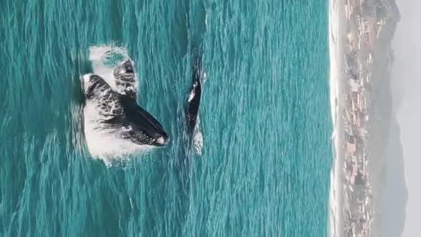 Las Ballenas Francas Del Sur Rompen Eubalaena Australis Madre Ternero — Vídeos de Stock