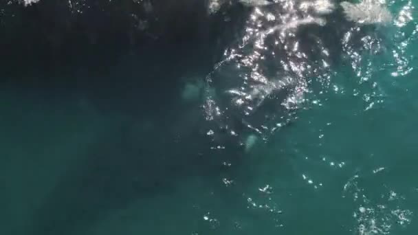 Södra Högra Valarna Eubalaena Australis Rätvalarnas Moder Och Kalv Simmar — Stockvideo