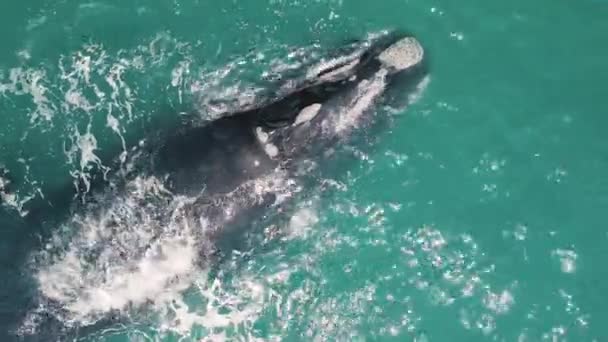 Southern Right Whales Eubalaena Australis Mother Calf Right Whales Swim — Stock Video
