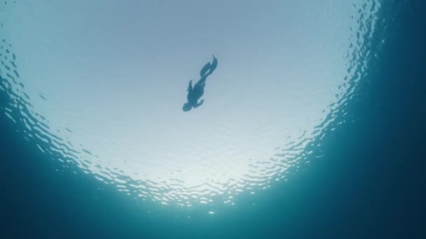 다이빙 프리다이빙 프리디버는 바다에서 다이빙과 프리다이빙을합니다 — 비디오