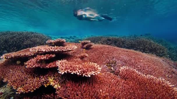 인도네시아의 생생한 산호초 스노클링 수영복에 — 비디오