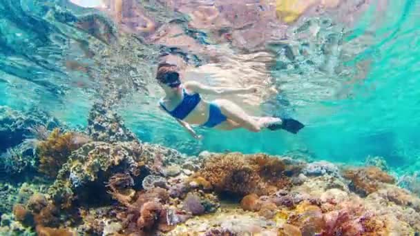 熱帯海の浅瀬でシュノーケリングをしている青い水着の女性は 鮮やかなサンゴ礁をゆっくり泳いでいます コモド国立公園 インドネシア — ストック動画