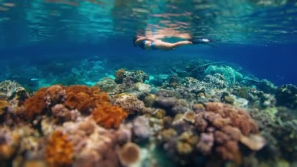 Kvinna Blå Baddräkt Snorkla Över Levande Korallrev Indonesien — Stockvideo