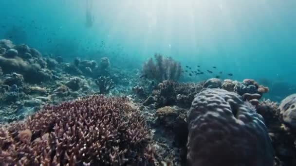 バックグラウンドで泳ぐフリーバーとの健康的なサンゴ礁の水中ビュー — ストック動画