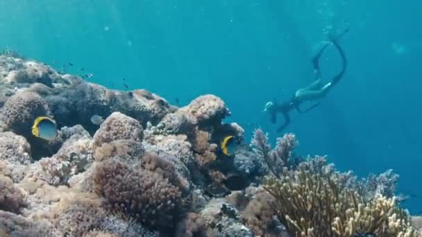 Vrouw Freediver Zwemt Onder Water Verkent Het Levendige Koraalrif Het — Stockvideo