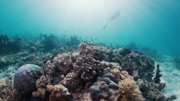 Sağlıklı Mercan Resifinin Sualtı Görüntüsü Arka Planda Serbest Dalgıçlar Yüzüyor — Stok video
