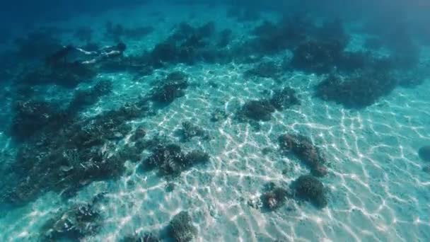 解放者在平静的热带海中游泳 带着沙滩在珊瑚礁上方滑行 自由潜水者在科莫多国家公园探索水下世界 — 图库视频影像