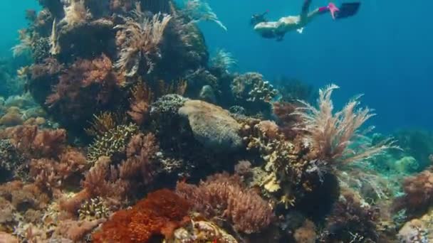 Perempuan Freediver Berenang Bawah Air Dan Menjelajahi Karang Hidup Taman — Stok Video