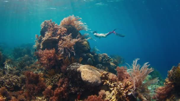 프리디버는 수중에서 수영하며 인도네시아의 코모도 국립공원에서 생생한 산호초를 탐험합니다 — 비디오