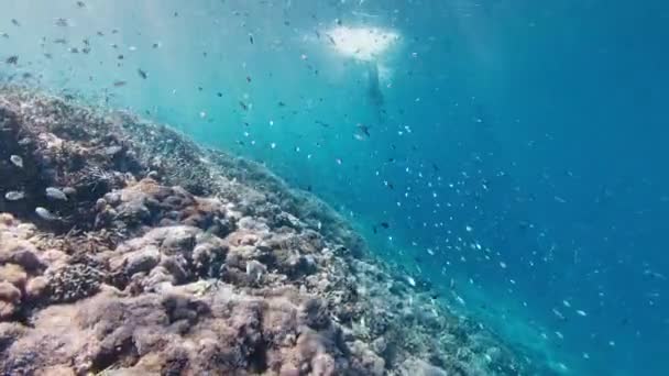 印度尼西亚科莫多国家公园的人类自由人在水下畅游 探索着鲜活的珊瑚礁 — 图库视频影像