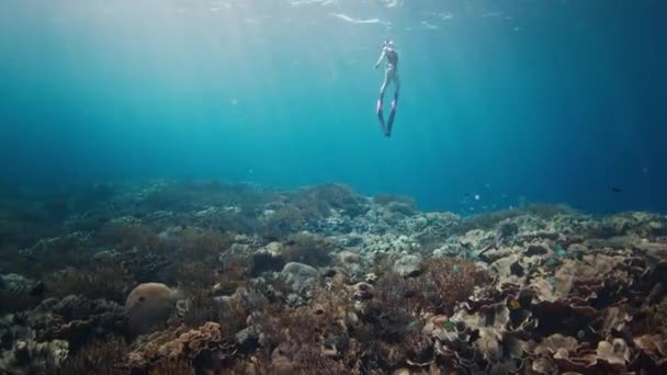女性は水中で泳ぎ インドネシアのコモド国立公園で鮮やかなサンゴ礁を探検します — ストック動画