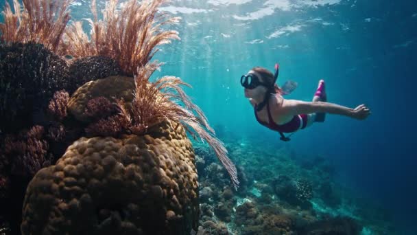 Női Szabados Úszik Víz Alatt Feltárja Élénk Korallzátony Komodo Nemzeti — Stock videók
