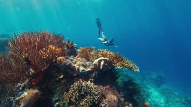 Serbest dalış yapan kadın Endonezya 'daki Komodo Ulusal Parkı' ndaki canlı mercan resiflerini keşfediyor.