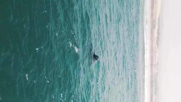 Las Ballenas Francas Del Sur Rompen Eubalaena Australis Madre Ternero — Vídeos de Stock