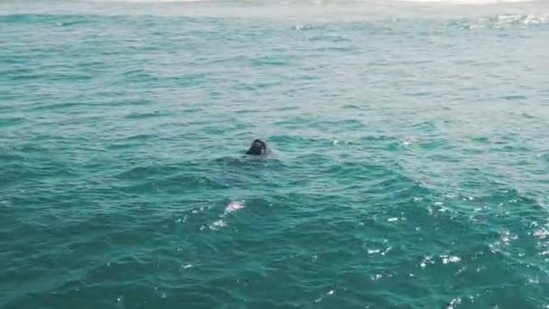 Södra Högra Valarna Bryter Sig Eubalaena Australis Right Whales Mamma — Stockvideo
