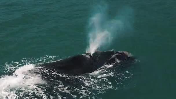 Południowy Prawy Wieloryb Eubalaena Australis Pływa Pobliżu Brazylijskiego Brzegu Pobliżu — Wideo stockowe
