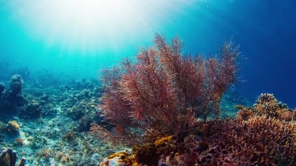 Vista Submarina Del Arrecife Coral Saludable Indonesia — Vídeo de stock