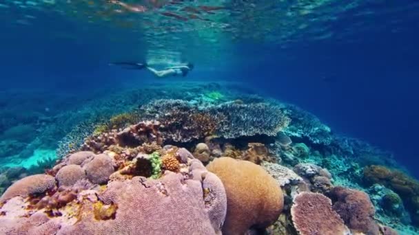 Vista Submarina Del Arrecife Coral Vivo Saludable Famoso Parque Nacional — Vídeos de Stock