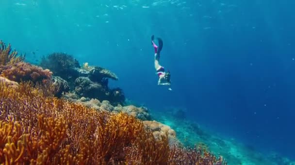 印度尼西亚科莫多国家公园的女自由潜水员在鲜活的珊瑚礁附近潜水和游泳 — 图库视频影像
