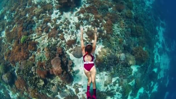 Perempuan Freediver Berenang Bawah Air Sepanjang Terumbu Karang Hidup Taman — Stok Video