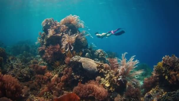 Woman Freediver Swims Underwater Explores Vivid Coral Reef Komodo National — Stock Video