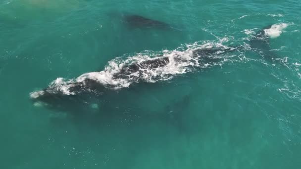 Güneyli Sağ Balinalar Eubalaena Australis Anne Sağ Balinaların Iki Yavrusu — Stok video