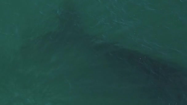 Νότια Δεξιά Φάλαινα Σιλουέτα Στο Νερό Eubalaena Australis Κολύμπι Κοντά Βίντεο Κλιπ