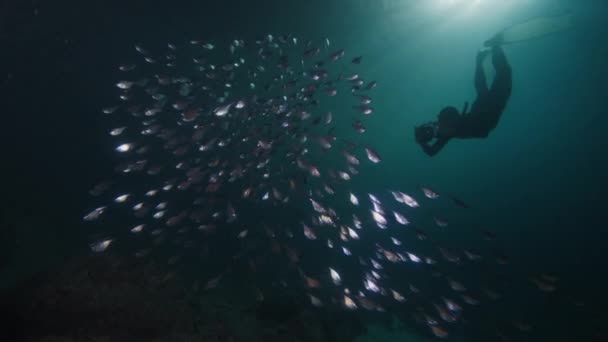 Υποβρύχια Φωτογράφος Κολυμπά Την Κάμερα Και Φωτογραφίζει Σχολείο Των Ψαριών — Αρχείο Βίντεο