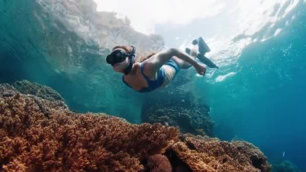 熱帯海の浅瀬でダイビングし 鮮やかなサンゴ礁をゆっくり泳いでいる青い水着肌の女性 コモド国立公園 インドネシア — ストック動画