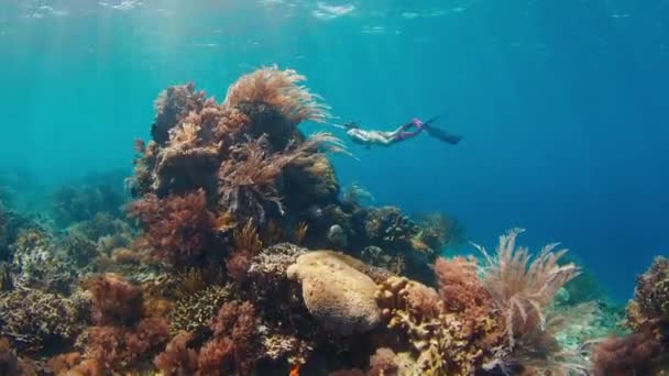 女性は水中で泳ぎ インドネシアのコモド国立公園で鮮やかなサンゴ礁を探検します — ストック動画