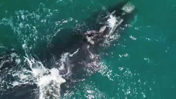 Baleias Francas Sul Eubalaena Australis Mãe Bezerro Das Baleias Francas — Vídeo de Stock
