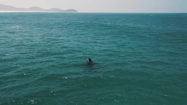Południowo Prawe Wieloryby Eubalaena Australis Matka Cielę Prawych Wielorybów Pływają — Wideo stockowe