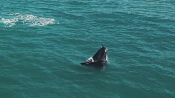 南方的露脊鲸破洞了 欧巴莱娜金丝雀 白鲸的母子在巴西海岸附近因比图巴镇附近游动 小牛犊破洞而坠落 飞溅而出 — 图库视频影像