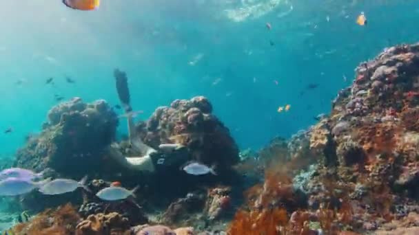 Молодая Женщина Плавает Океане Самка Фридайвера Скользит Водой Над Коралловым — стоковое видео