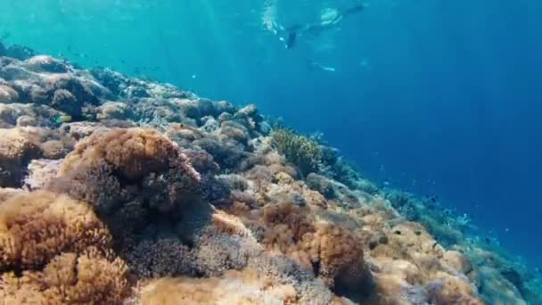 インドネシアコモド国立公園の鮮やかな健康的なサンゴ礁の水中眺め — ストック動画