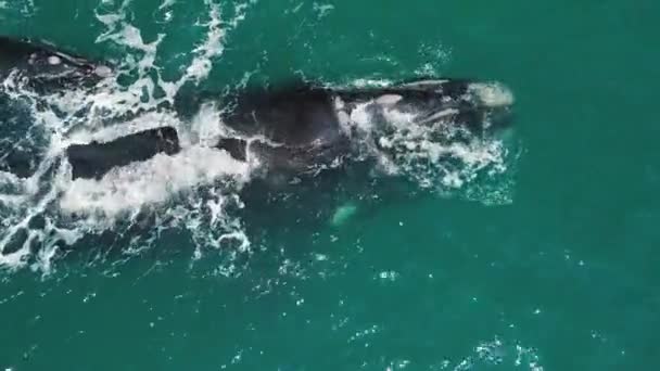 Southern Right Whales Eubalaena Australis Mother Calf Right Whales Swim — Stock Video