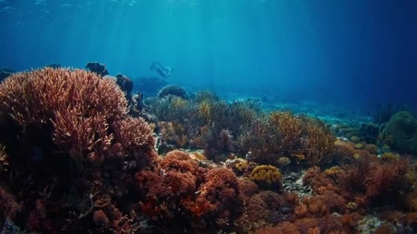 Vista Submarina Del Arrecife Coral Sano Vívido Parque Nacional Komodo — Vídeo de stock
