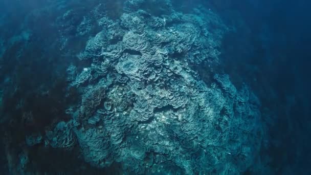 Unterwasseraufnahme Des Gesunden Korallenriffs Komodo Nationalpark Indonesien Von Der Oberfläche — Stockvideo