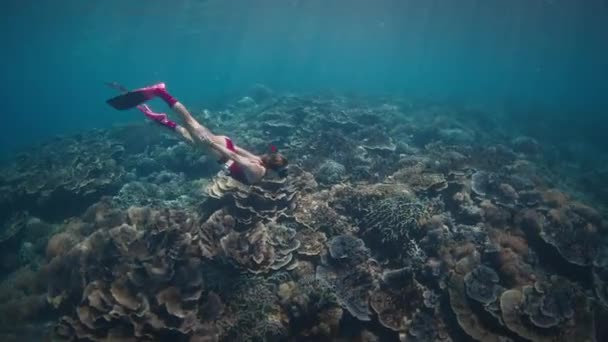 Kobieta Freediver Pływa Pod Wodą Wzdłuż Żywej Rafy Koralowej Parku — Wideo stockowe