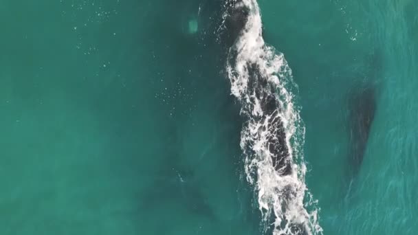 南方的露脊鲸 欧巴莱那澳洲鲸 母鲸和两只小鲸在巴西海岸附近因比图巴镇附近游动 — 图库视频影像