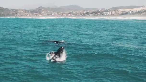 Νότιες Φάλαινες Παραβιάζουν Την Eubalaena Australis Μητέρα Και Μοσχάρι Της — Αρχείο Βίντεο