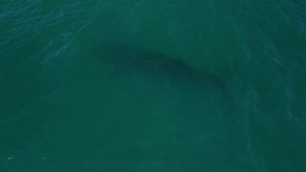 Νότια Δεξιά Φάλαινα Σιλουέτα Στο Νερό Eubalaena Australis Κολύμπι Κοντά — Αρχείο Βίντεο