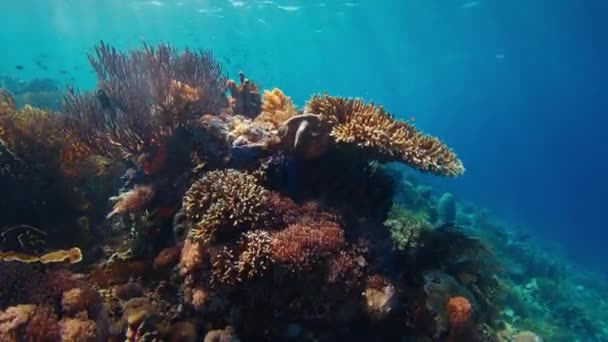 Undervattensutsikt Över Levande Friska Korallrev Komodo National Park Indonesien — Stockvideo