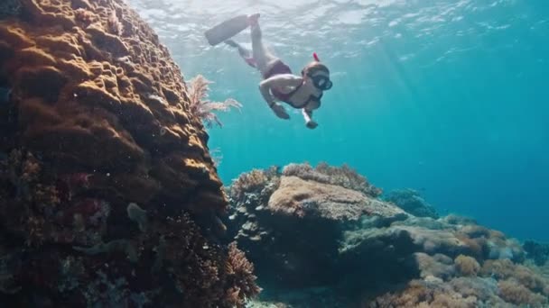 Vrouw Freediver Zwemt Onder Water Verkent Het Levendige Koraalrif Het — Stockvideo