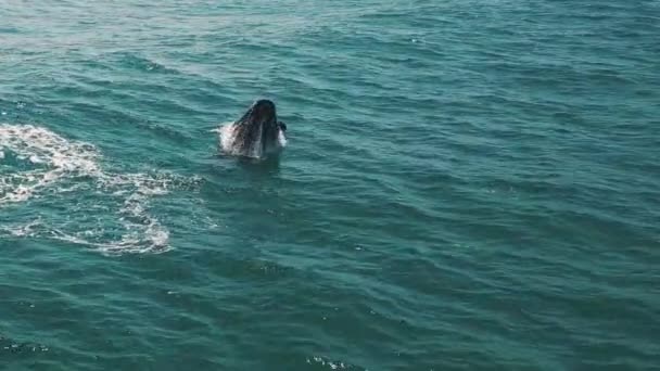 Brecha Das Baleias Francas Sul Eubalaena Australis Mãe Bezerro Das — Vídeo de Stock