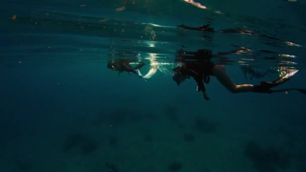 프리디버는 햇볕에 진정한 바다에서 수중에서 수영합니다 고모도 국립공원에서 세계를 탐험하는 — 비디오