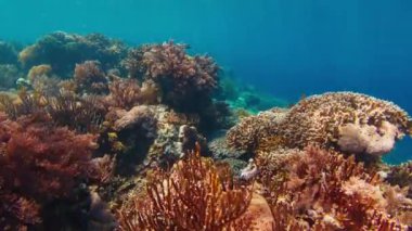 Endonezya 'daki Komodo Ulusal Parkı' ndaki canlı sağlıklı mercan resifinin sualtı görüntüsü
