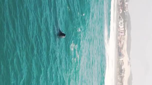 Νότιες Φάλαινες Παραβιάζουν Την Eubalaena Australis Μητέρα Και Μοσχάρι Της Πλάνα Αρχείου