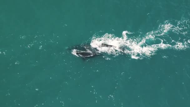 Zuidelijke Rechtse Walvissen Eubalaena Australis Moeder Kalf Van Juiste Walvissen — Stockvideo
