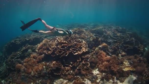 Γυναίκα Ελεύθερη Δύτης Κολυμπά Κάτω Από Νερό Κατά Μήκος Του — Αρχείο Βίντεο